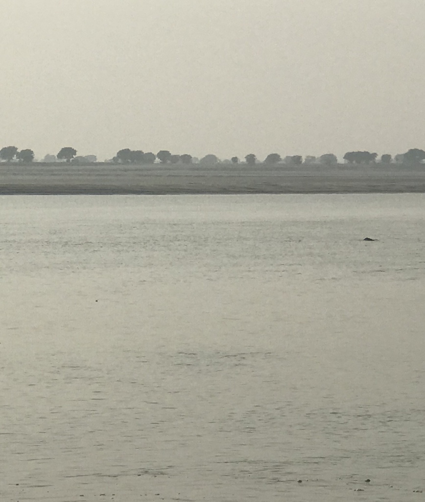 Ganges River Dolphin