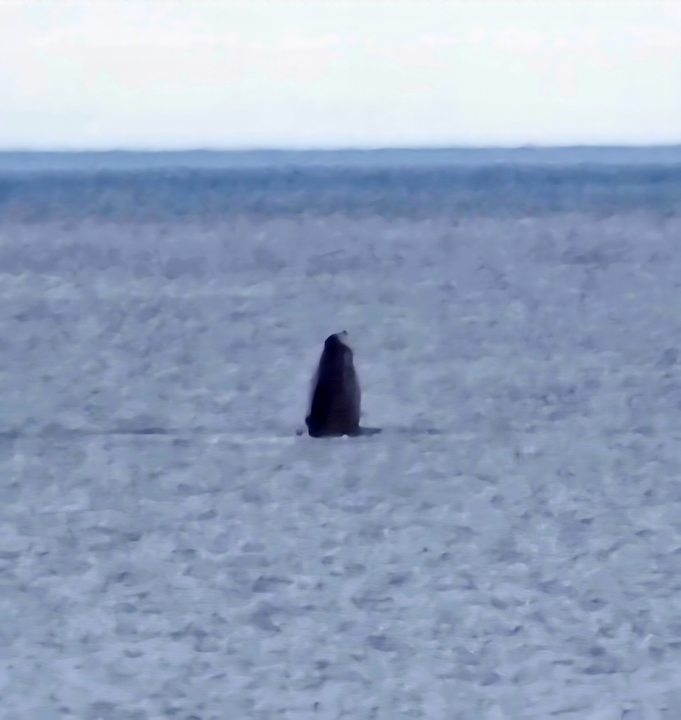 Northern Bottlenose Whale