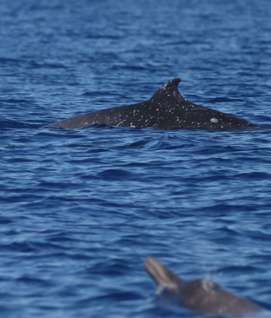 Sowerby’s Beaked Whale