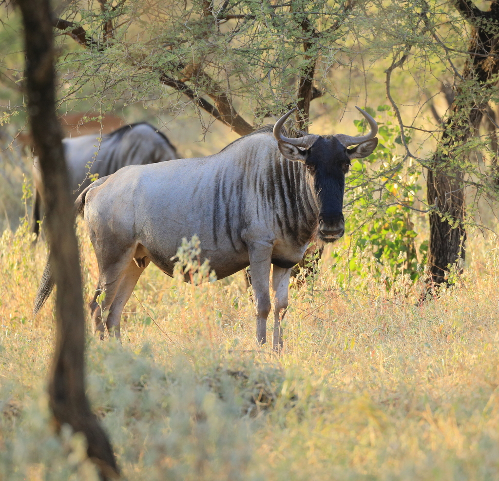 Blue Wildebeest