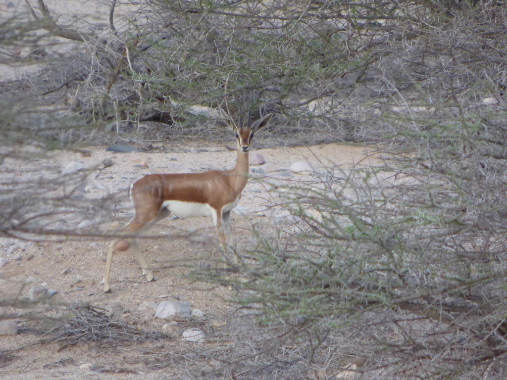 Dorcas Gazelle