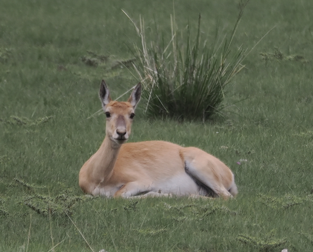 Przewalski’s Gazelle