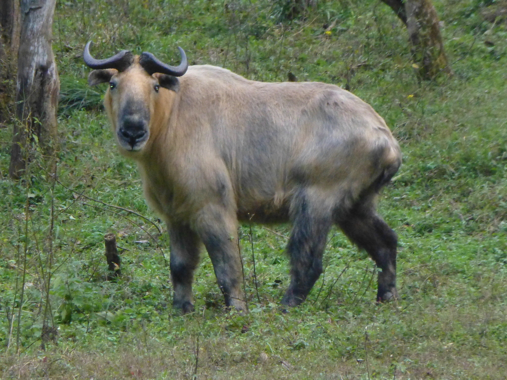 Chinese Takin