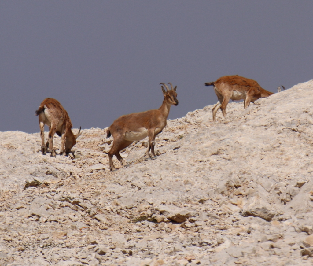 Wild Goat