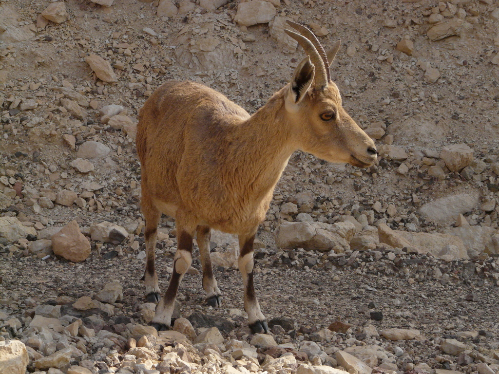 Nubian Ibex
