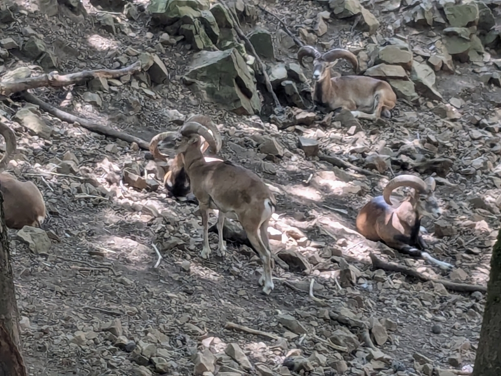 Asian Mouflon