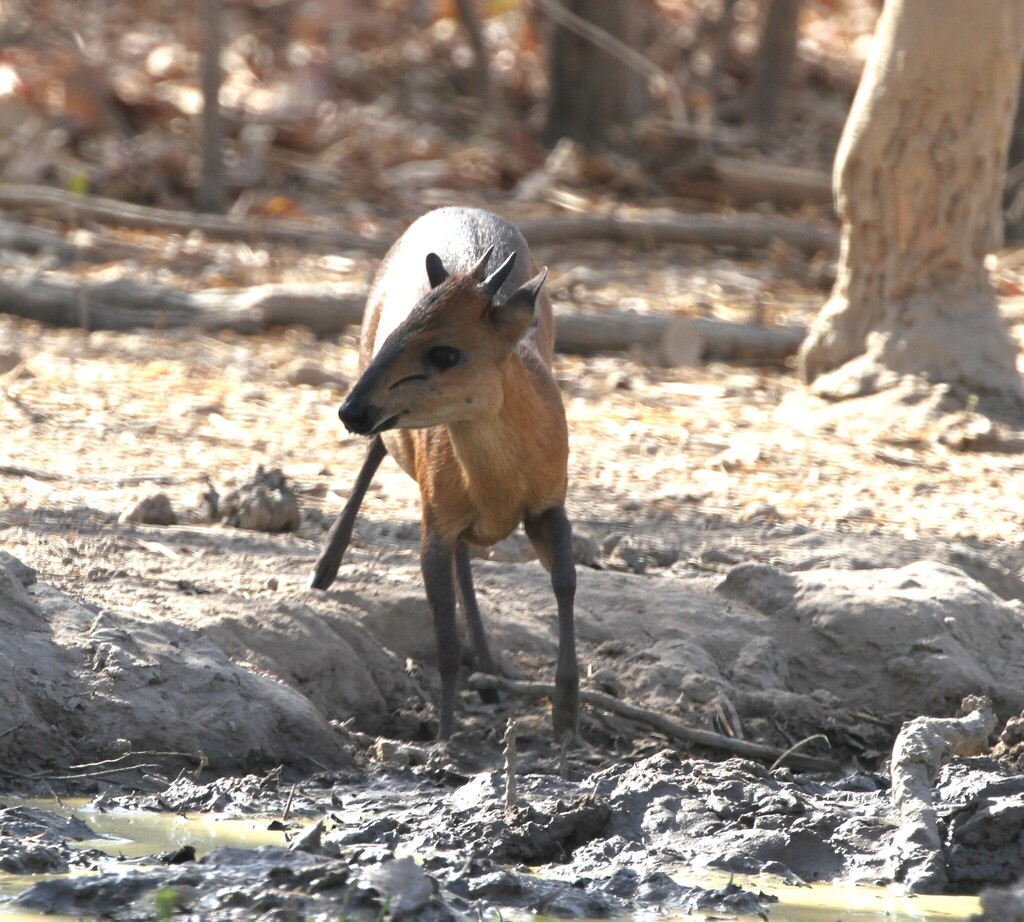 Red-flanked Duiker