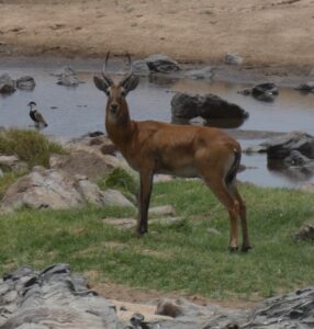 Kobus kob
