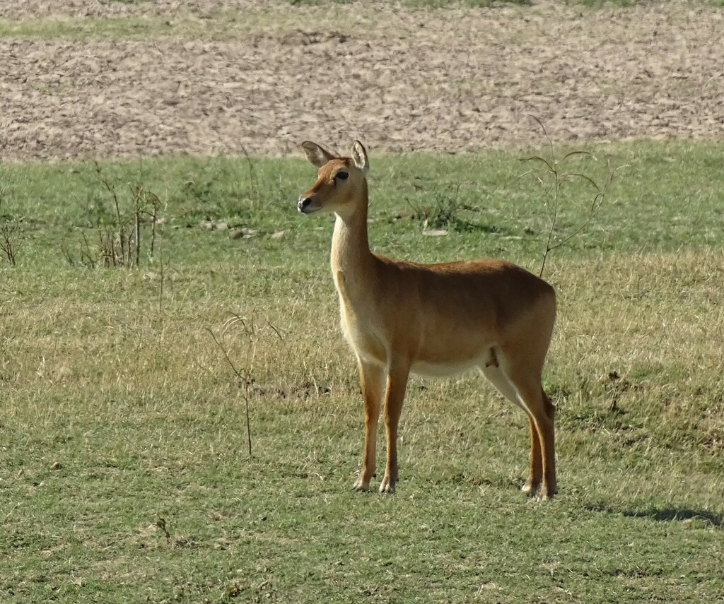 Puku