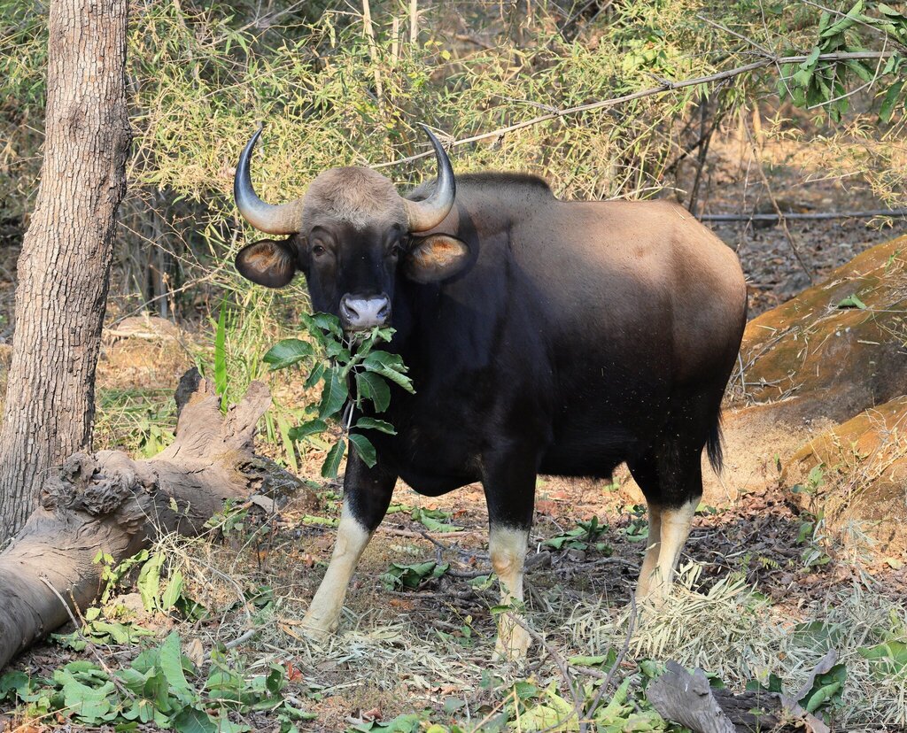 Gaur