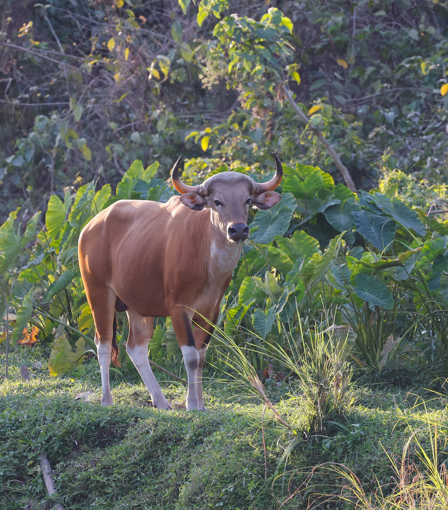 Banteng