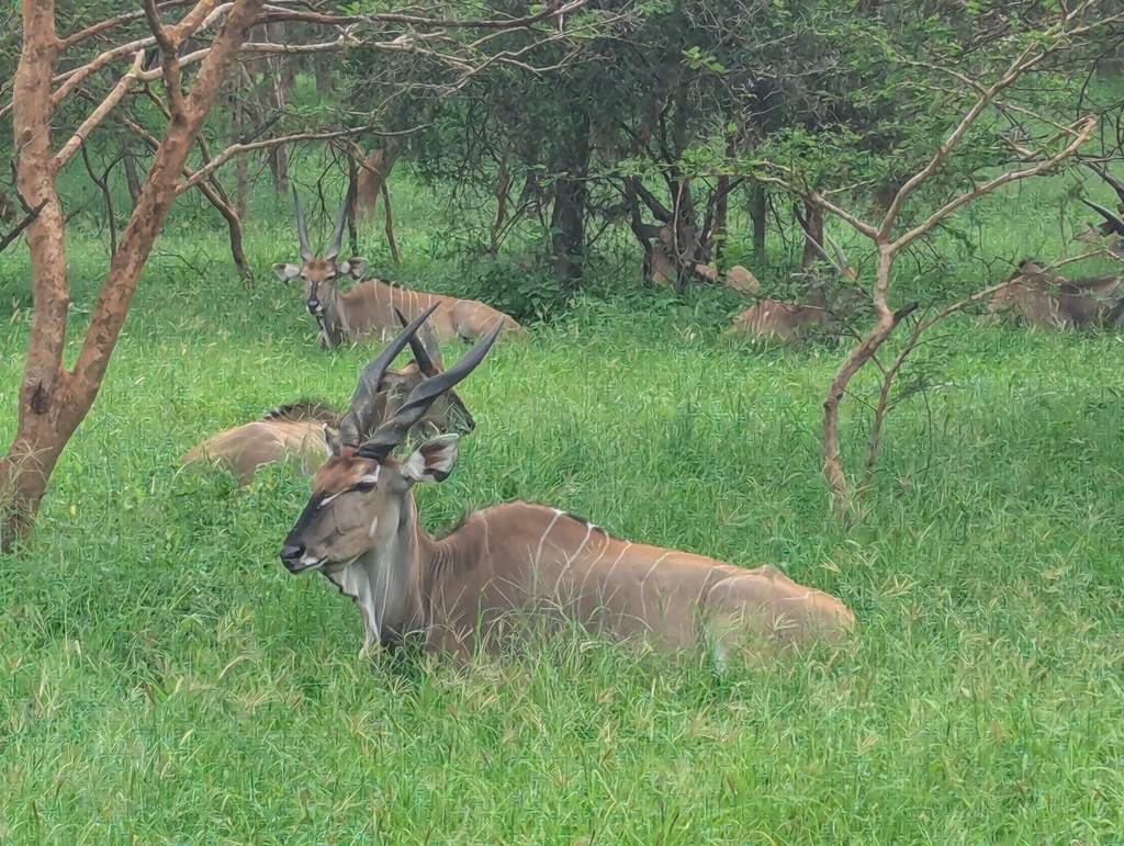 Giant Eland