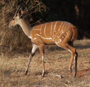 Northern Bushbuck