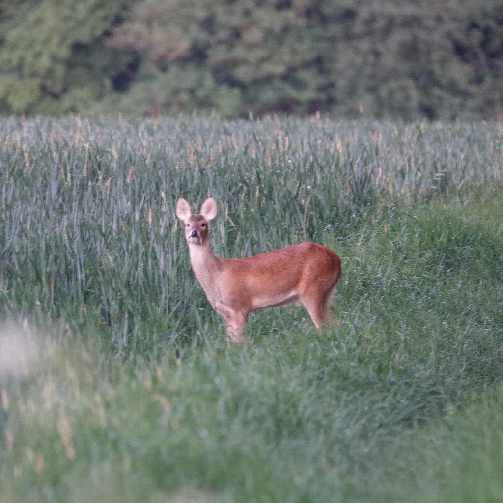 Water Deer