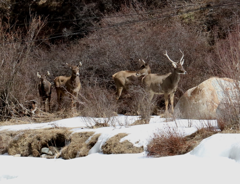 White-lipped Deer