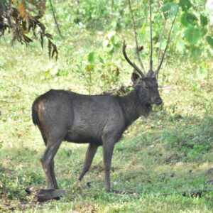 Sambar
