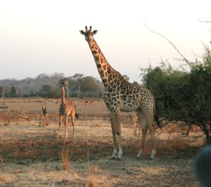 Jirafa